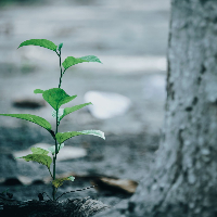 Asbjørn Fiskerstrand